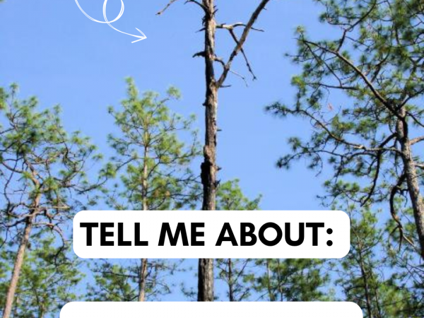 Tell Me About: Snags and Logs photo of snag on a tree