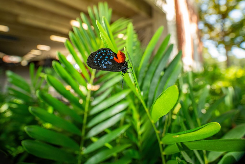 atala butterfly on coontie plant