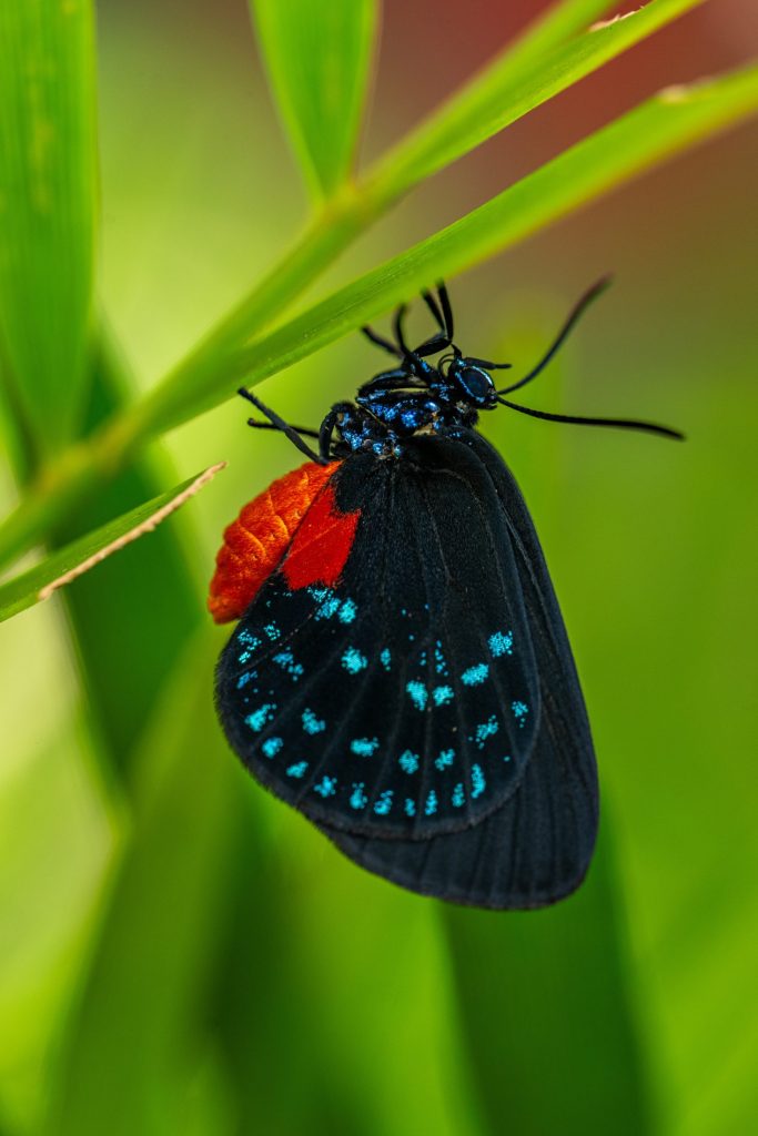 atala butterfly upside down on coontie leaf