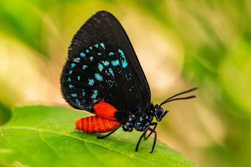 atala butterfly on leaf