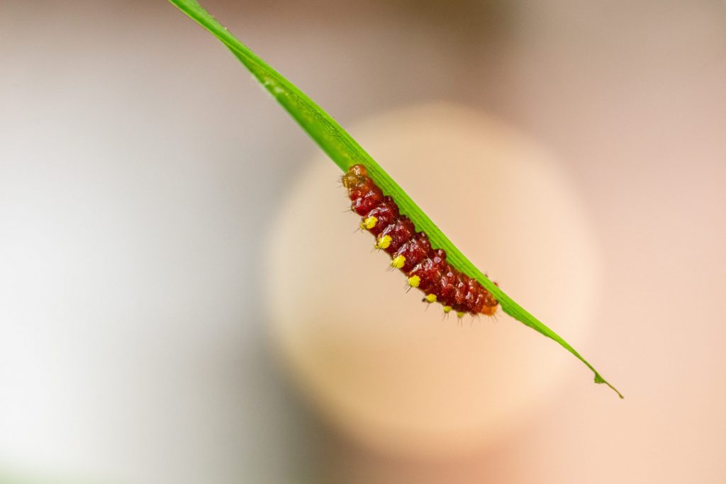 atala caterpillar on coontie leaf