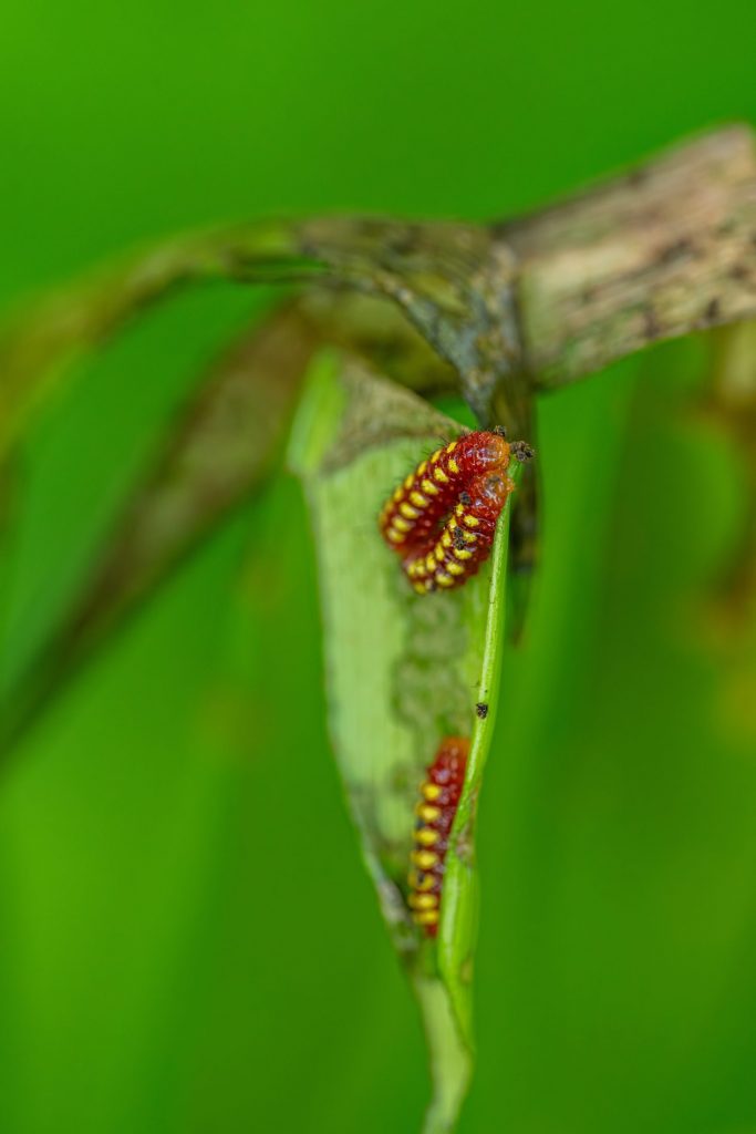 atala caterpillars on coontie leaf