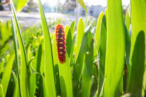atala caterpillar on coontie leaf