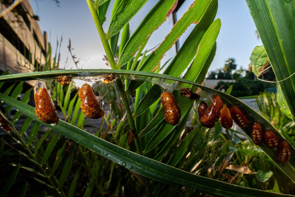 4 atala caterpillars on 1 coontie leaf