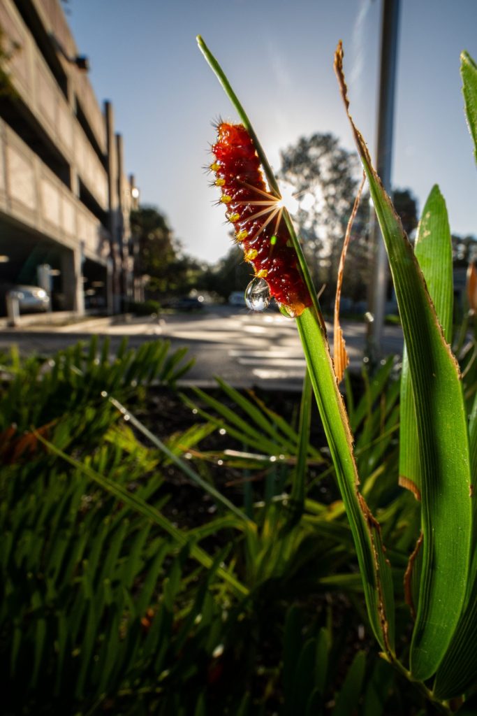 atala caterpillar on coontie leaf
