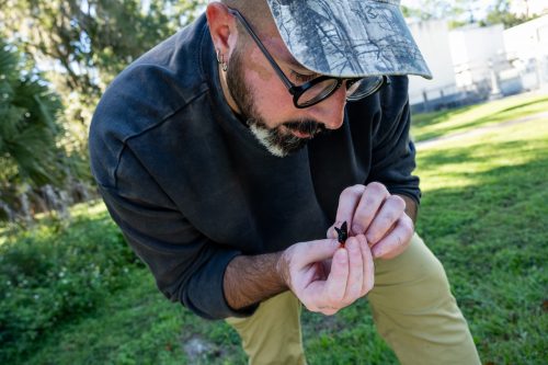 Shirey examining atala