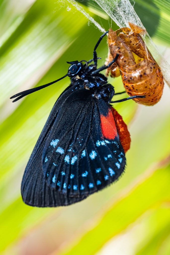 atala butterfly emerging
