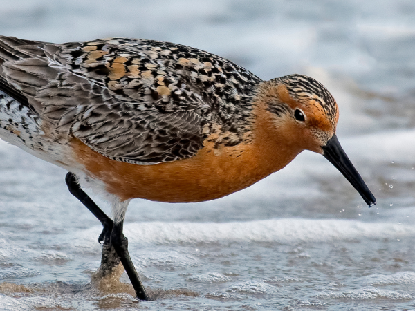 red knot in sea foam