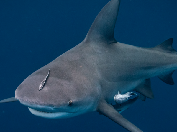 bull shark