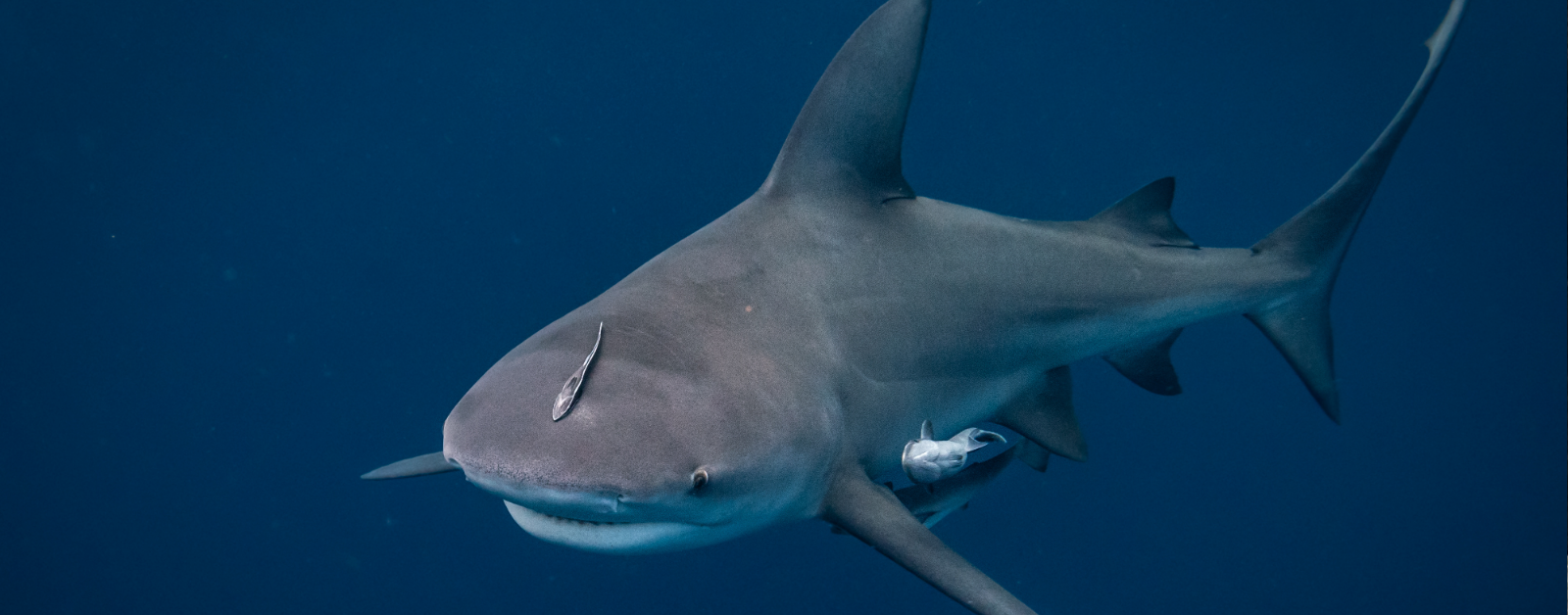 bull shark
