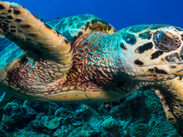 hawksbill sea turtle