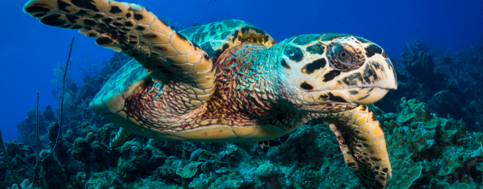 hawksbill sea turtle