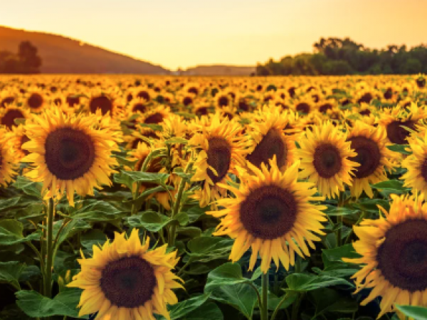 sunflower field from canva
