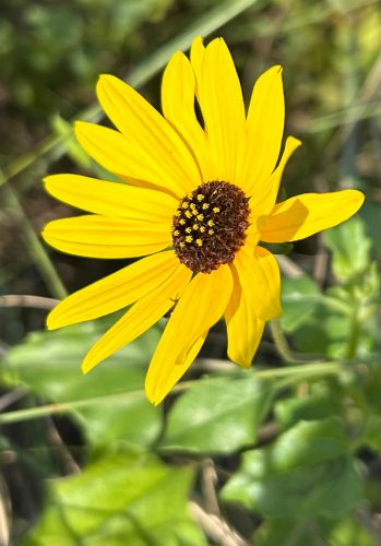 cucumberleaf sunflower