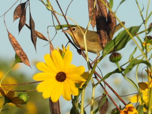 sunflower and bird