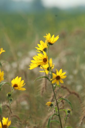 Environmental Tech: Phytoremediation with Sunflowers – Thompson Earth Systems Institute – Florida Museum of Natural History