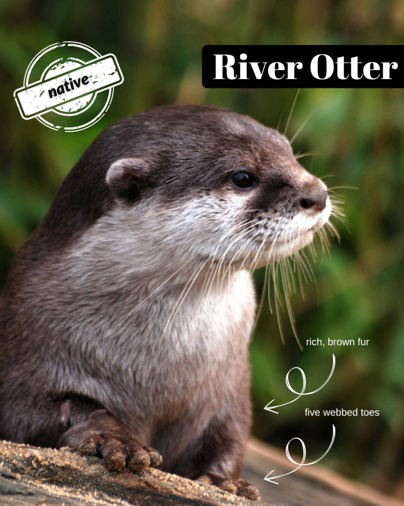 River Otter First Post