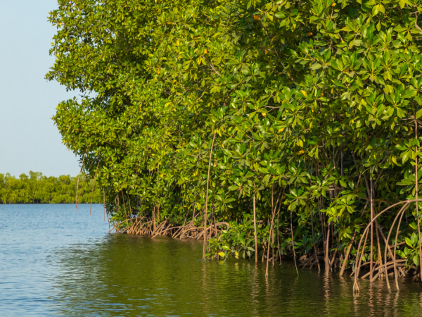 canva pro mangroves