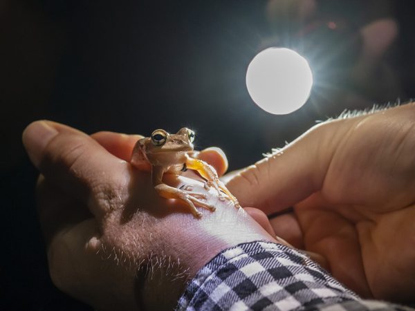Small frog in the palm of a hand