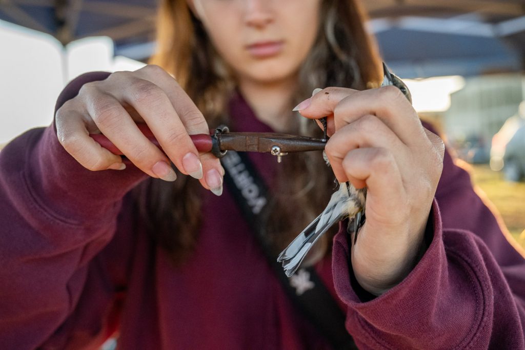 Mia Keriazes attaches a metal band to the leg of the bird with pliers.