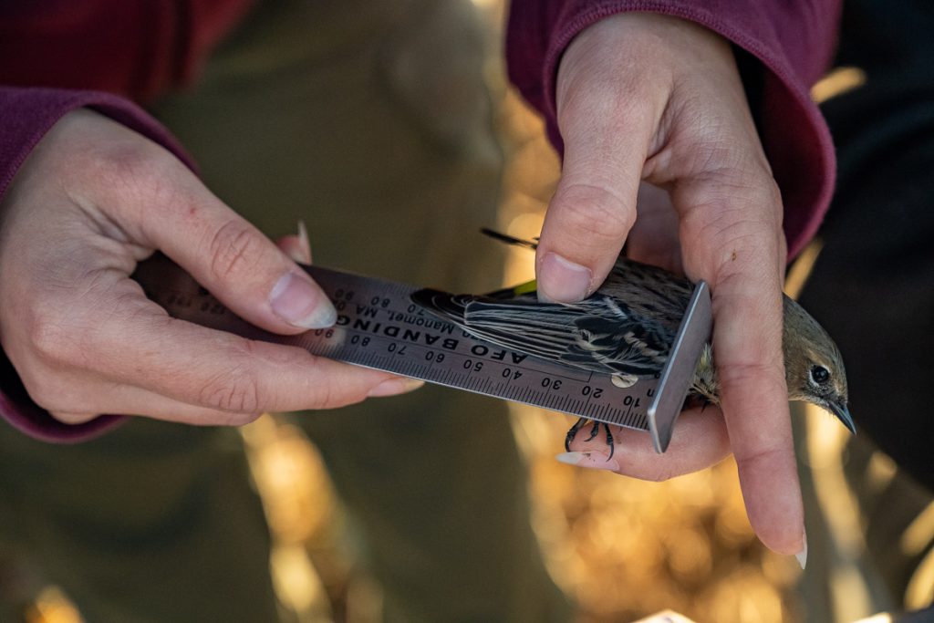 Mia Keriazes measures a bird in-hand with equipment.
