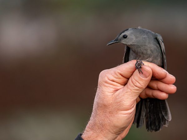 Gray Catbird held by Charlie Muise.