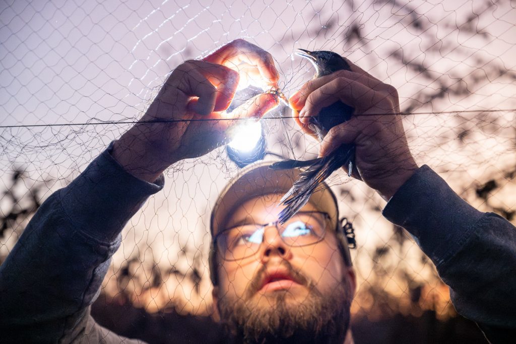 Preston Bertka-Ballard extracts a bird from a mist net.