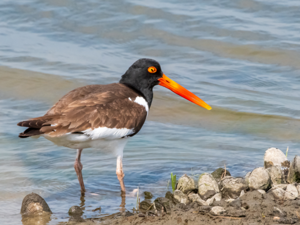 American oystercatcher on water's edge