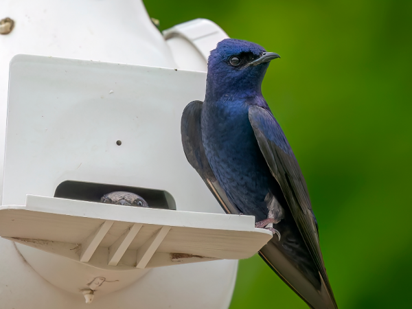 purple martin sitting on the edge of a nest box
