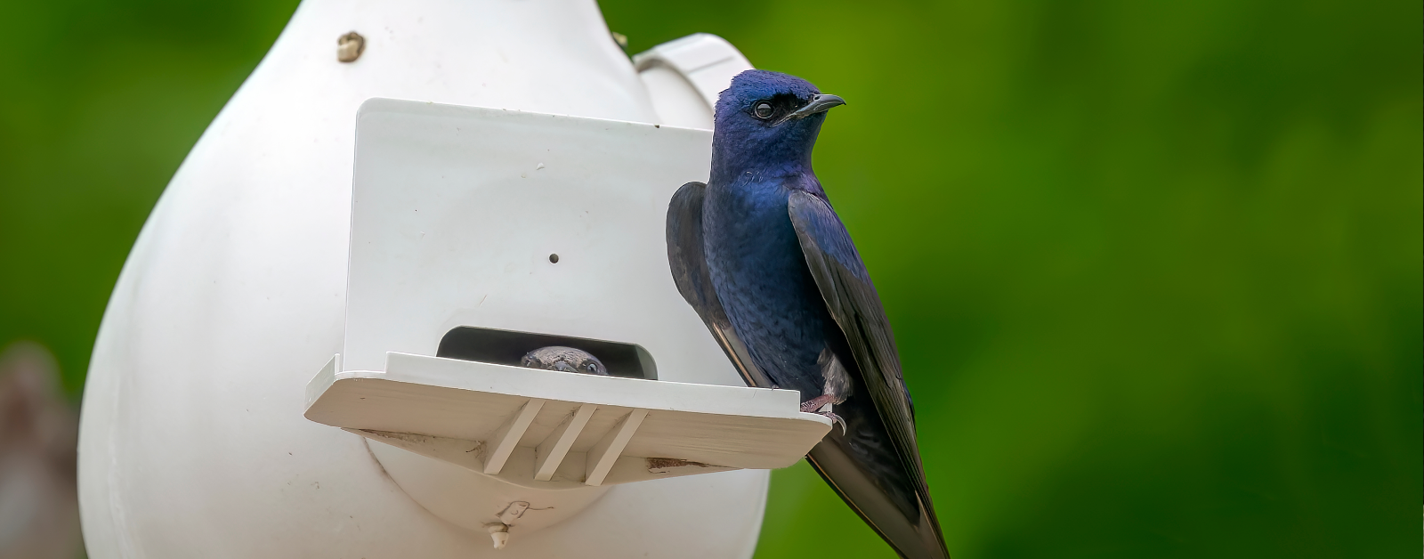 purple martin sitting on the edge of a nest box