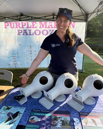 cassie klein in front of a table with arms out gesturing to nesting compartments used to observe purple martins at disney world
