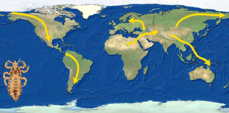map of lice moving across globe