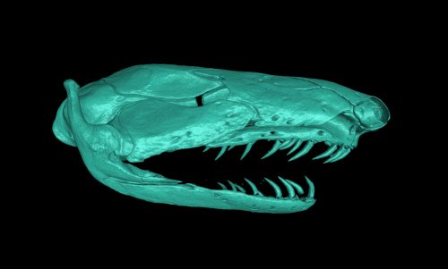 Caecillian skull scan