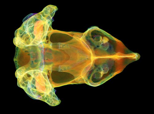 pig-nose frog scan