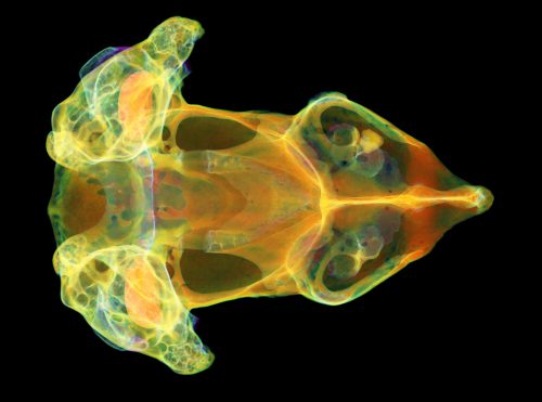 X-ray CT allows researchers to visualize and quantify hard-to-measure characteristics. This image shows high and low density areas of the skull of an Angolan burrowing pig-nosed frog. Florida Museum of Natural History image by Ed Stanley pig-nose frog scan