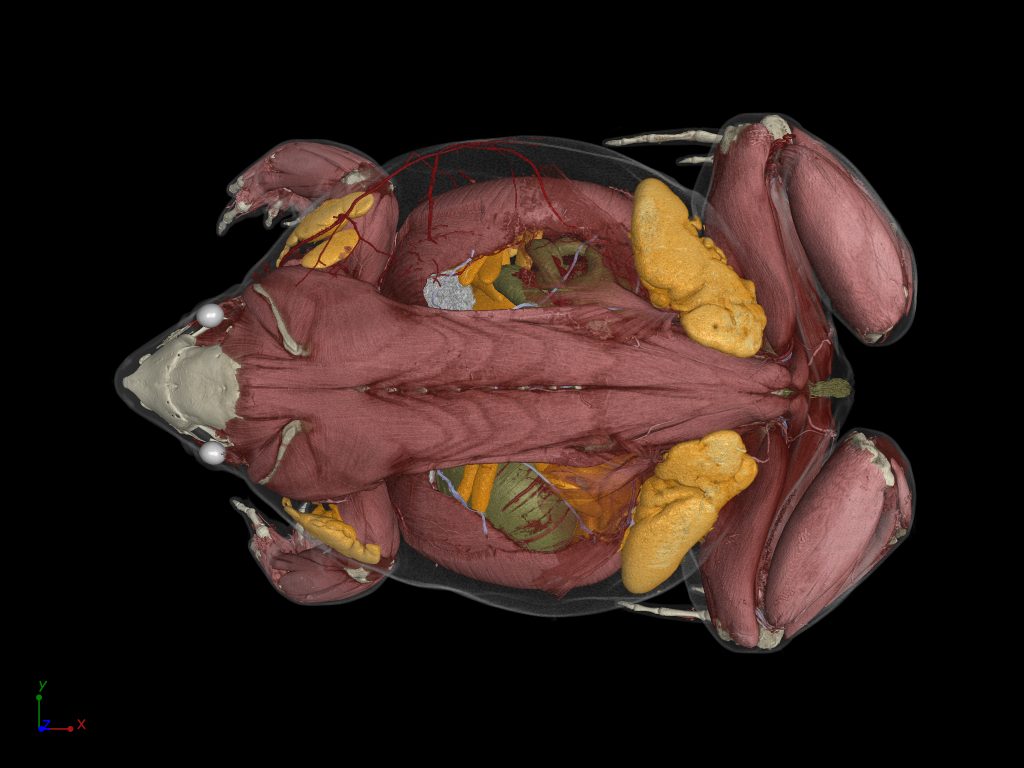 Hemisus (frog) scan