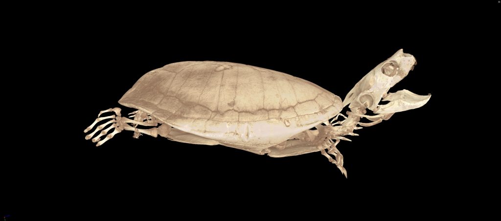turtle scan