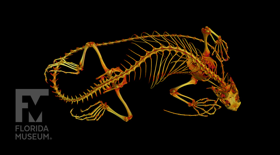 Iguana iguana CT scan