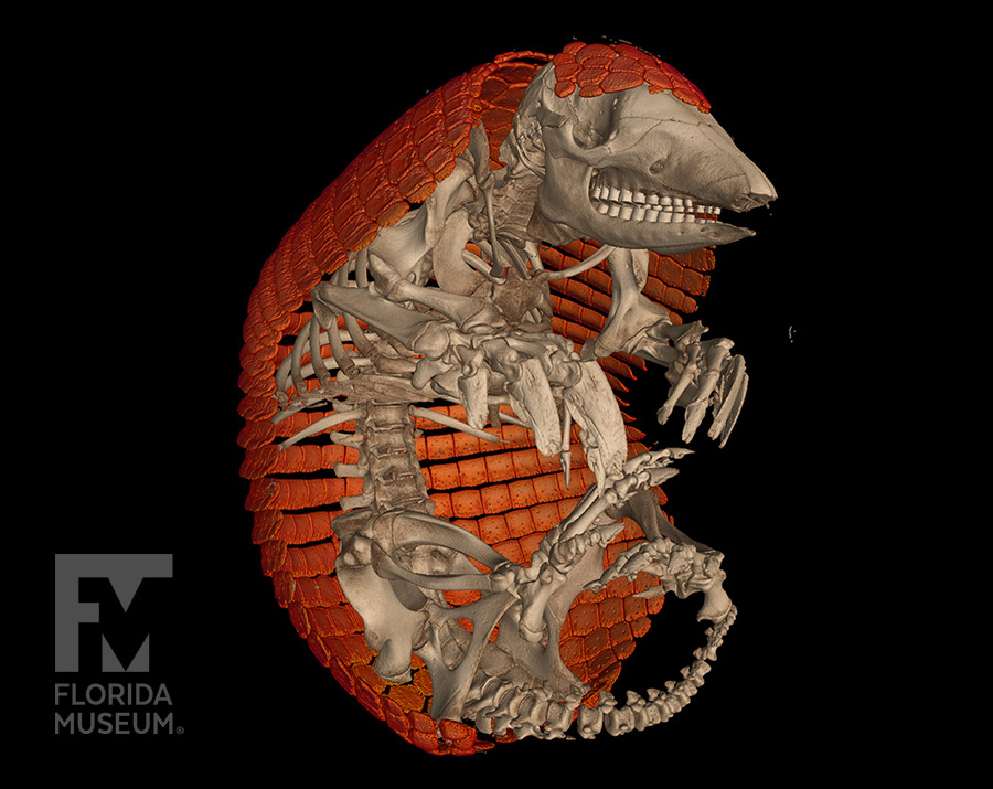 Cabassous Chacoensis CT scan