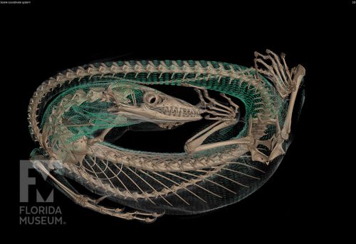 Varanus pransinus CT scan