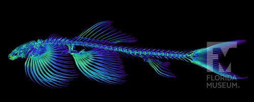 Cryptotora thamicola CT scan