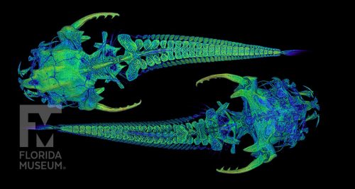 Micromyzon akamai CT scan