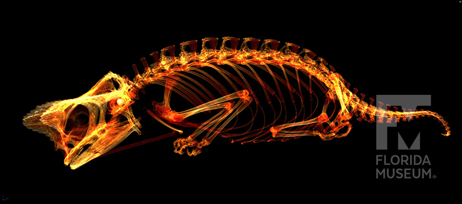 Brookesia supercilliaris CT scan