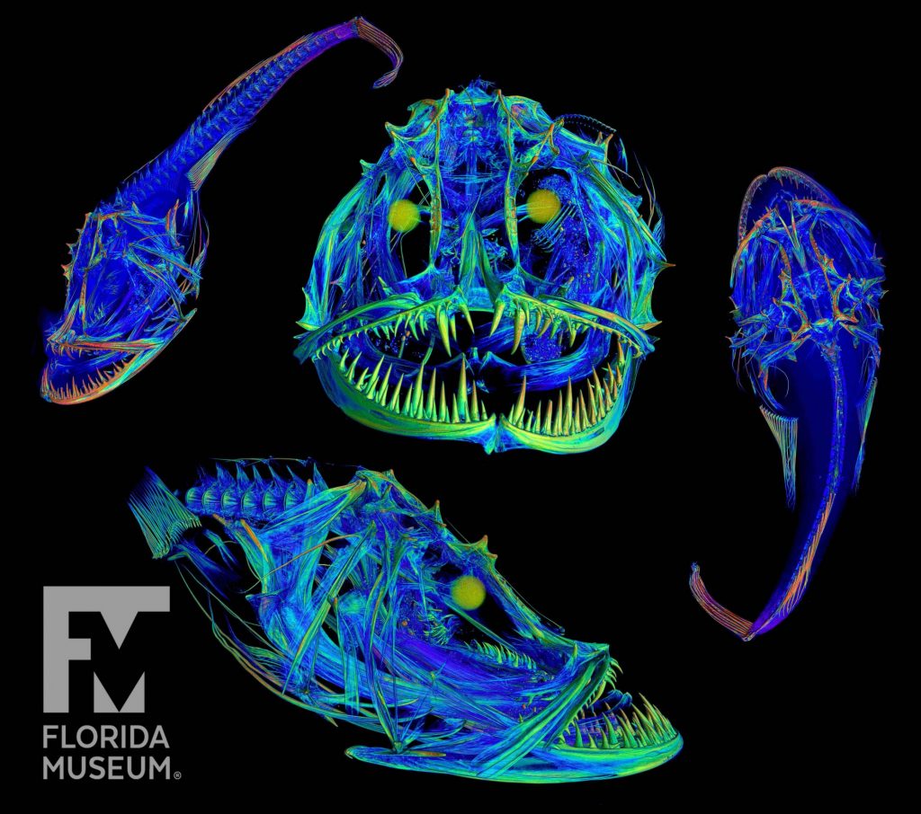 CT scan of an angler fish, rendered with a rainbow density map.