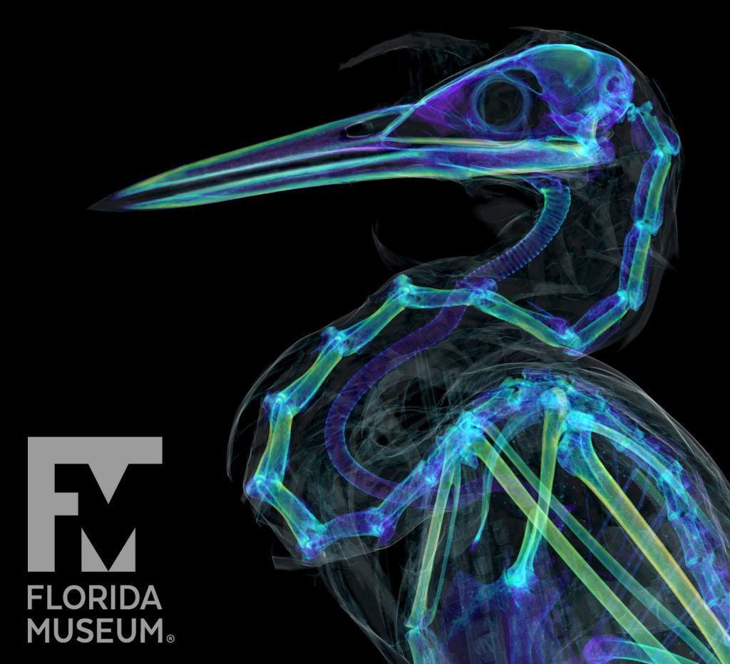 CT scan of a green heron. Image show head and top half of the body. Rendered in X ray style with blue, green and purple .