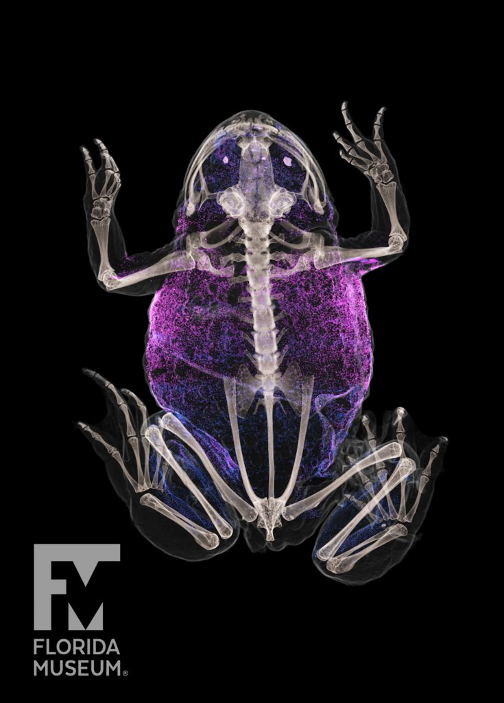 CT scan of an Oriental fire-bellied toad. Rendered in X ray Style with skeleton render in white and mineralization in skin rendered in pink and purple.
