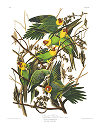 illustration of Carolina Parrots