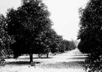 orange grove in Seville