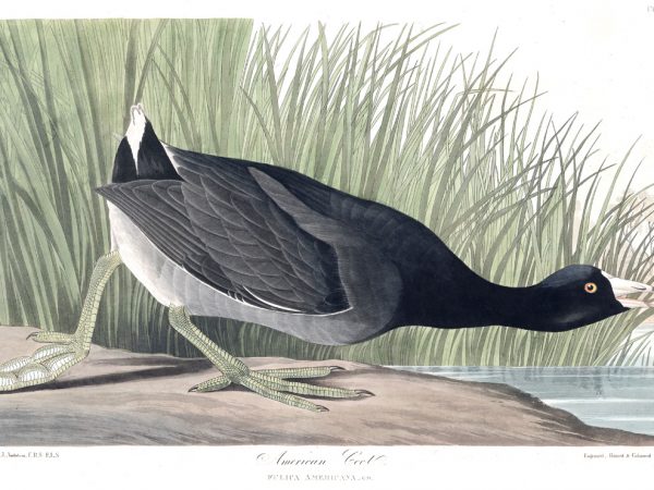 American Coot