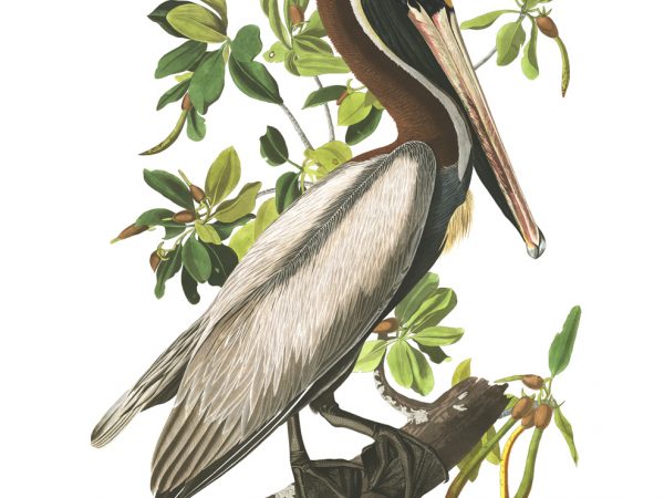 Brown Pelican